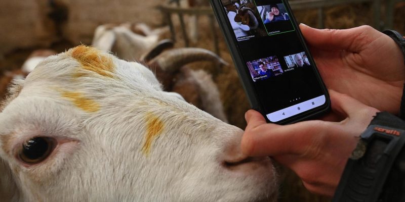 Goat video call