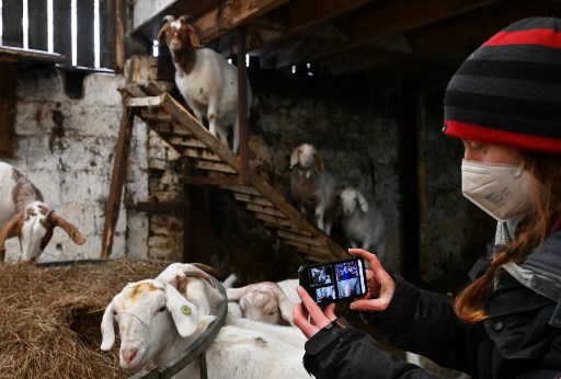 goats-video-calls 