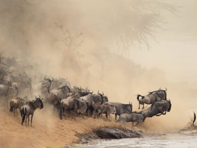 great wildebeest migration-tiktok