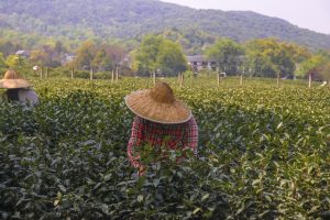 Has China’s Agriculture Industry Been Affected by the Digital Yuan?