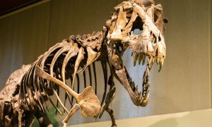 Billionaire  Pays US$45 M for Dinosaur Skeleton: Apex Stegosaurus