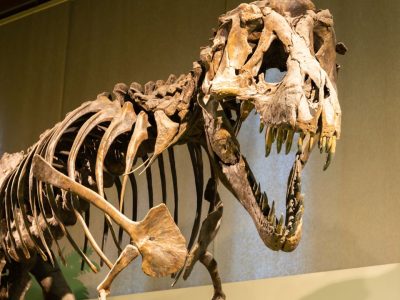 Billionaire Pays US$45 M for Dinosaur Skeleton: Apex Stegosaurus